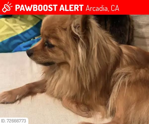Lost Female Dog last seen tierra verde park, Arcadia, CA 91006