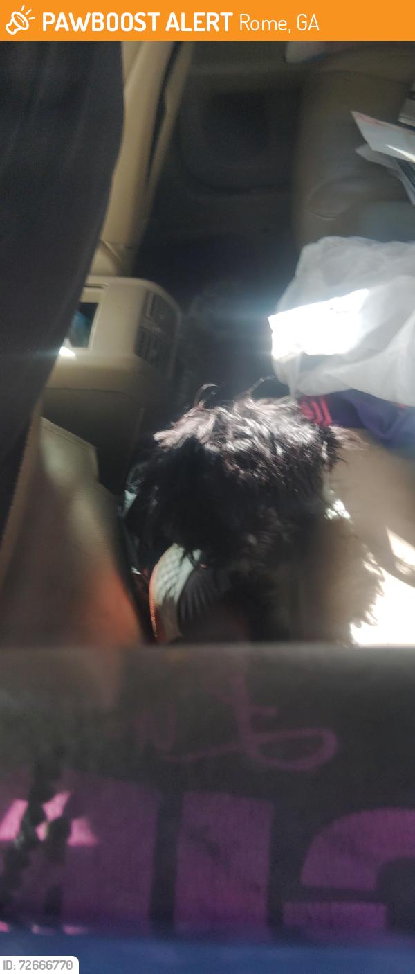Found/Stray Female Dog last seen Post office , Rome, GA 30165