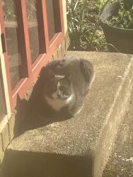 Found/Stray Male Cat last seen Southeast School Rd & Forest Village Dr, Greensboro, NC 27406