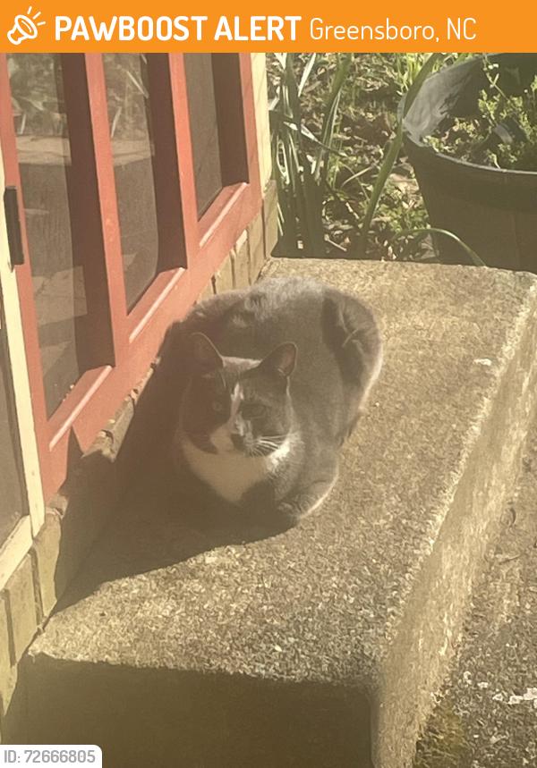 Found/Stray Male Cat last seen Southeast School Rd & Forest Village Dr, Greensboro, NC 27406