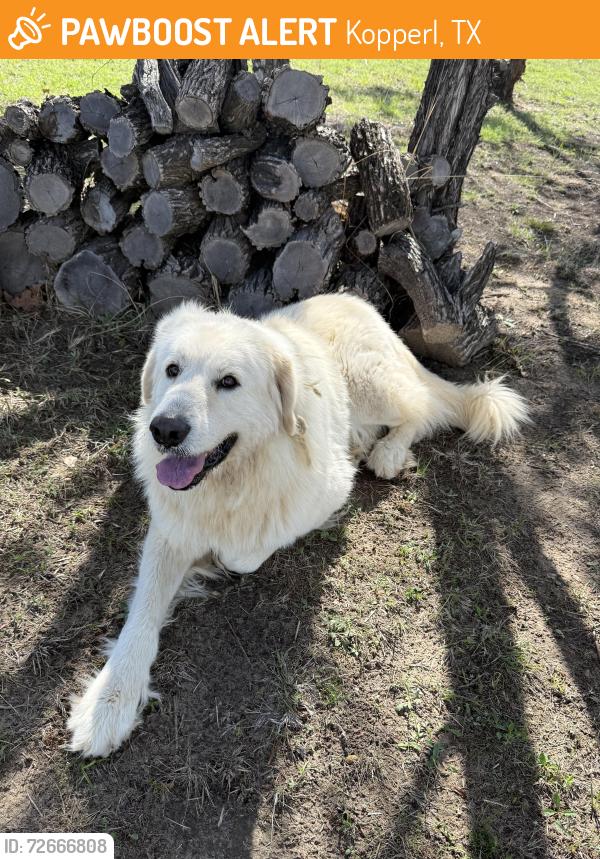 Found/Stray Male Dog last seen CR 2730 and CR 2735, Kopperl, TX 76652