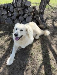 Found/Stray Male Dog last seen CR 2730 and CR 2735, Kopperl, TX 76652
