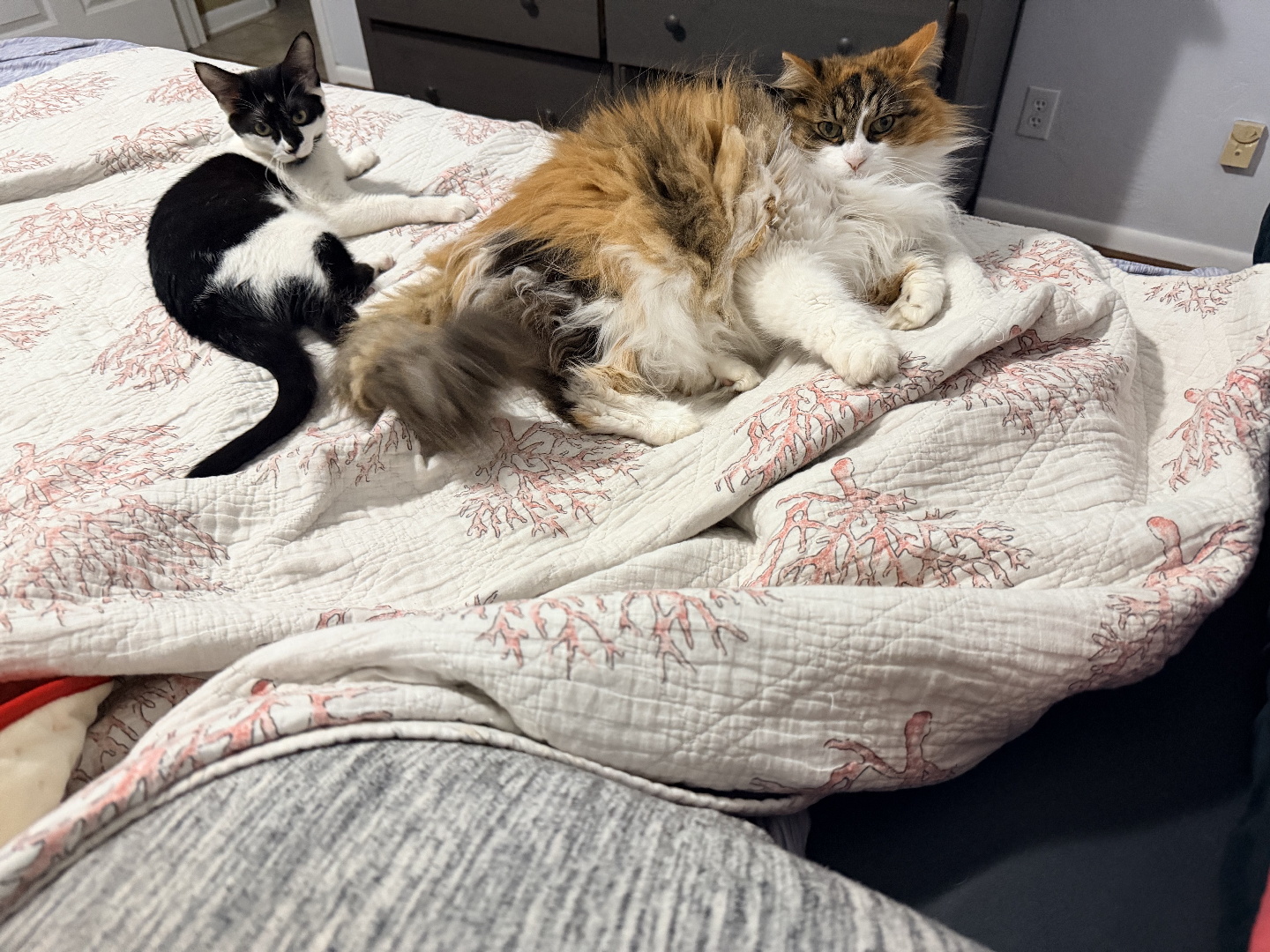 Lost Female Cat last seen Near Amberwood Ct, Ormond Beach, FL 32174, USA, Ormond Beach, FL 32174