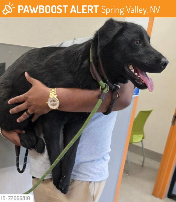 Found/Stray Male Dog last seen Sahara and Lindell, Spring Valley, NV 89146