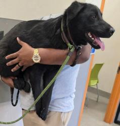 Found/Stray Male Dog last seen Sahara and Lindell, Spring Valley, NV 89146