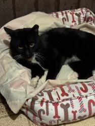 Found/Stray Male Cat last seen Bullard and blackstone, Fresno, CA 93704