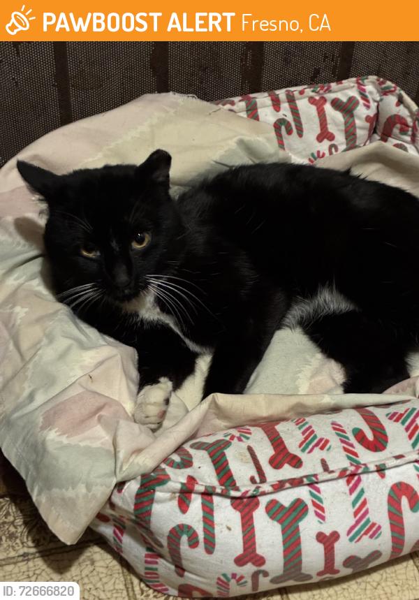 Found/Stray Male Cat last seen Bullard and blackstone, Fresno, CA 93704