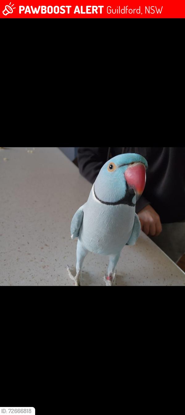 Lost Male Bird last seen Oxford street guildford , Guildford, NSW 2161
