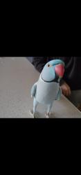 Lost Male Bird last seen Oxford street guildford , Guildford, NSW 2161