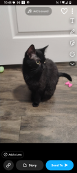 Lost Female Cat last seen Saratoga ave , Kalamazoo, MI 49048