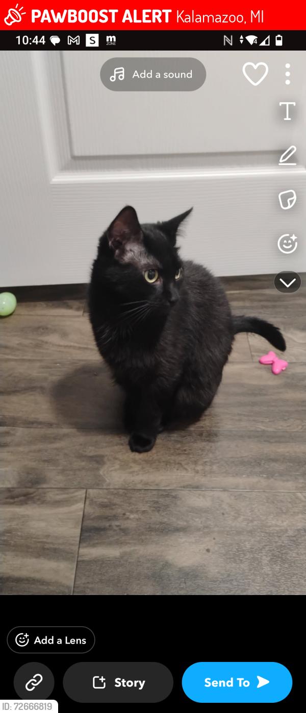 Lost Female Cat last seen Saratoga ave , Kalamazoo, MI 49048