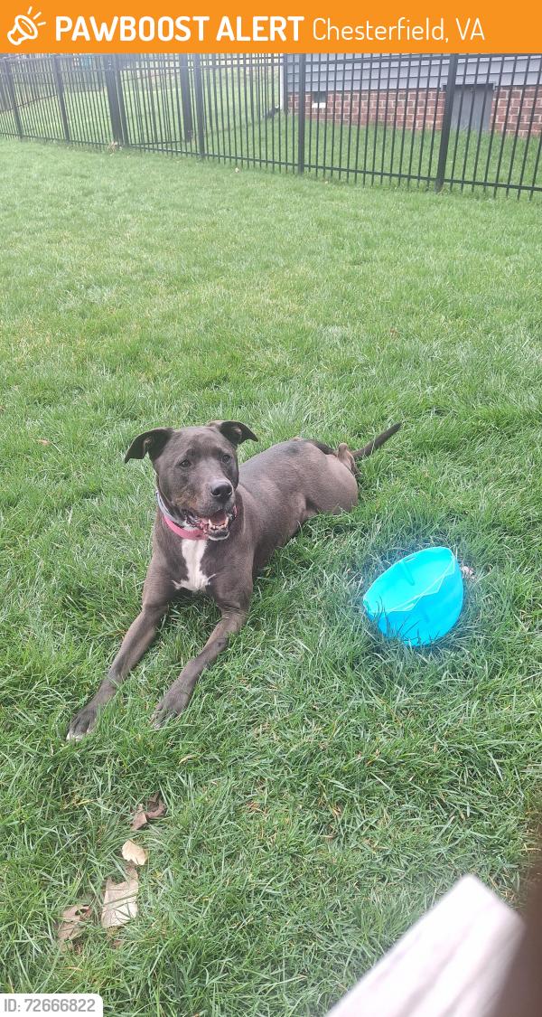 Found/Stray Female Dog last seen Cozy corner academy , Chesterfield, VA 23832