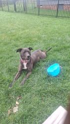 Found/Stray Female Dog last seen Cozy corner academy , Chesterfield, VA 23832