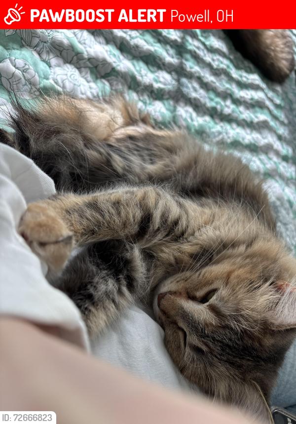 Lost Female Cat last seen Liberty grand apmts , Powell, OH 43065