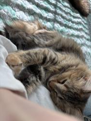 Lost Female Cat last seen Liberty grand apmts , Powell, OH 43065