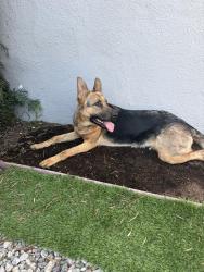Found/Stray Female Dog last seen Carmona and Washington , Los Angeles, CA 90016