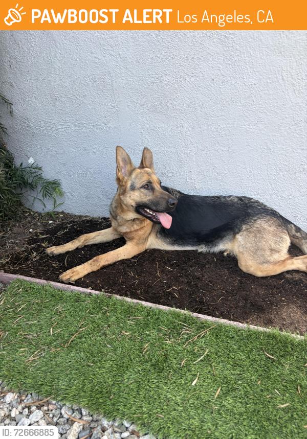 Found/Stray Female Dog last seen Carmona and Washington , Los Angeles, CA 90016