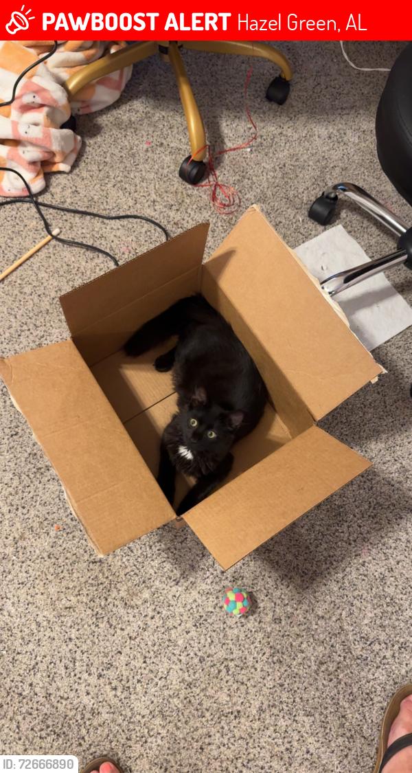 Lost Female Cat last seen bobo section and elkwood section, Hazel Green, AL 35750