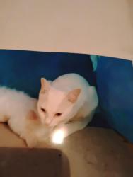 Lost Female Cat last seen N.w.20th/Drexel , Oklahoma City, OK 73107