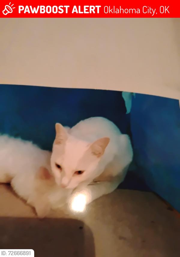 Lost Female Cat last seen N.w.20th/Drexel , Oklahoma City, OK 73107