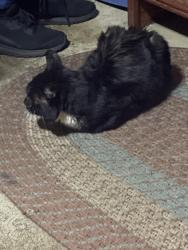 Found/Stray Unknown Cat last seen NE 103rd Loop and Burton, Vancouver, WA 98662