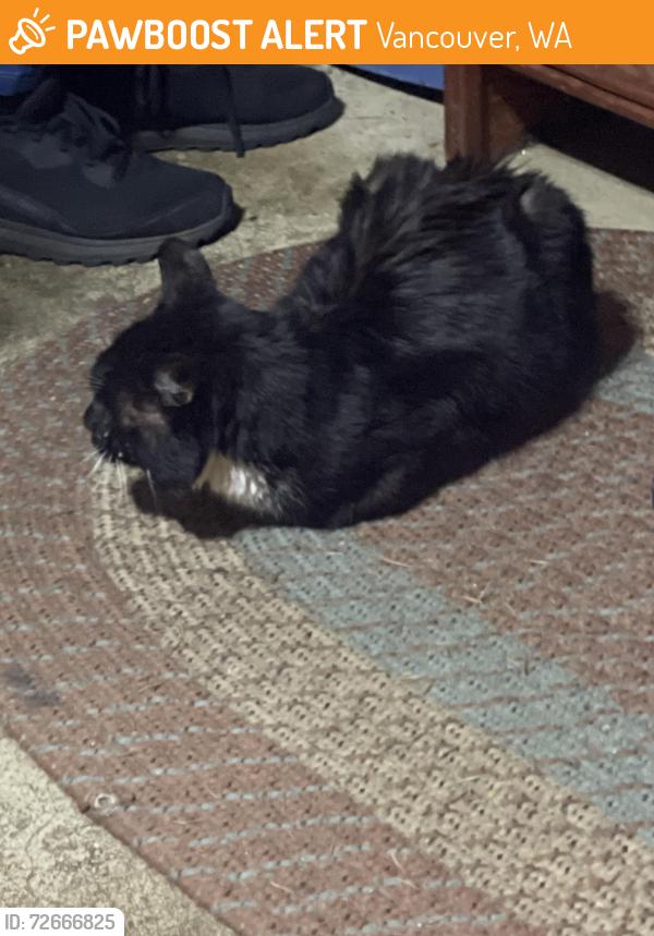 Found/Stray Unknown Cat last seen NE 103rd Loop and Burton, Vancouver, WA 98662
