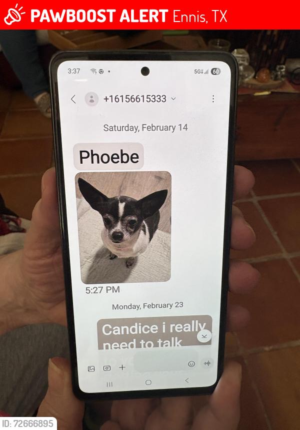 Lost Female Dog last seen Memphis st or Biloxii st, Savannah, Ennis, TX 75119