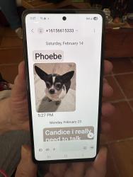Lost Female Dog last seen Memphis st or Biloxii st, Savannah, Ennis, TX 75119
