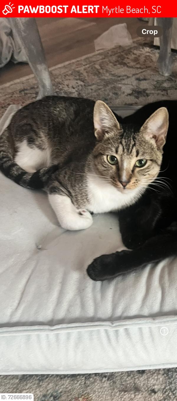 Lost Male Cat last seen Near N oak street , Myrtle Beach, SC 29577