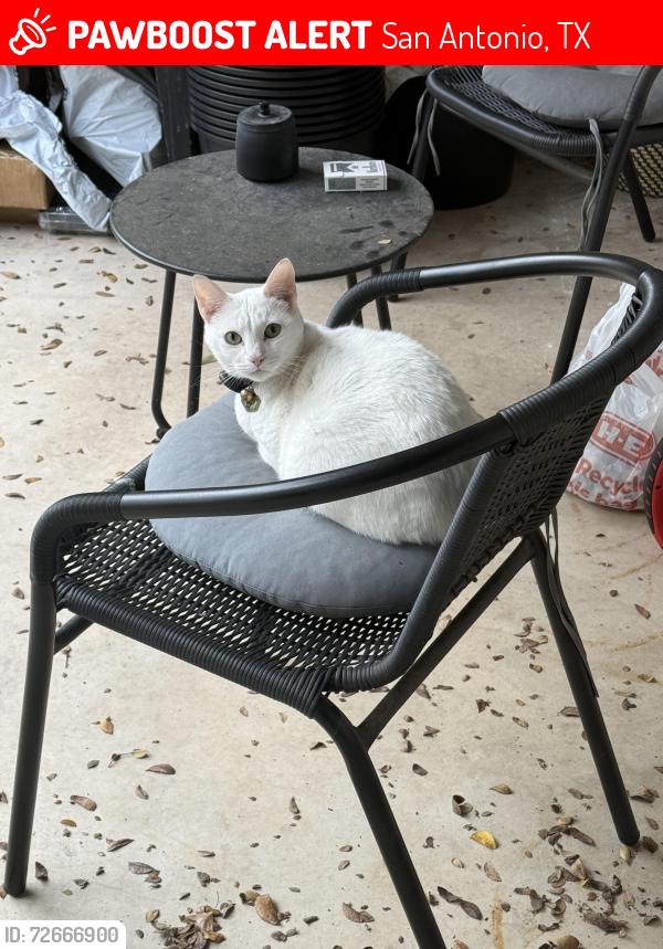 Lost Female Cat last seen Kings Grant & Lancashire, San Antonio, TX 78230