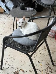 Lost Female Cat last seen Kings Grant & Lancashire, San Antonio, TX 78230