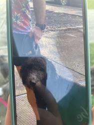 Lost Male Dog last seen Near 15th street columbus ga , Columbus, GA 31901