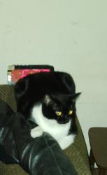 Lost Female Cat last seen Lakeside ave, Richmond, VA 23228