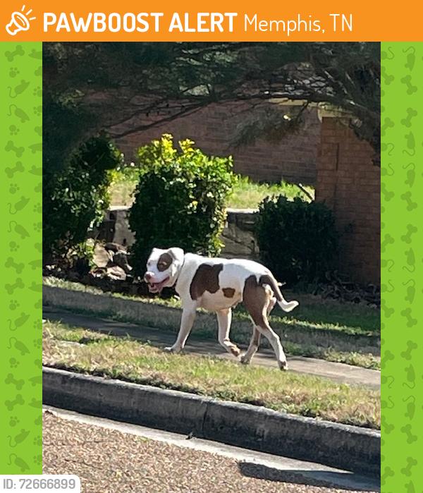 Found/Stray Unknown Dog last seen Stonington DR and Pinegate DR, Memphis, TN 38125