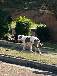 Found/Stray Unknown Dog last seen Stonington DR and Pinegate DR, Memphis, TN 38125