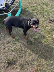 Found/Stray Female Dog last seen Goodes creek church rd mooresboro , Rutherford County, NC 28114