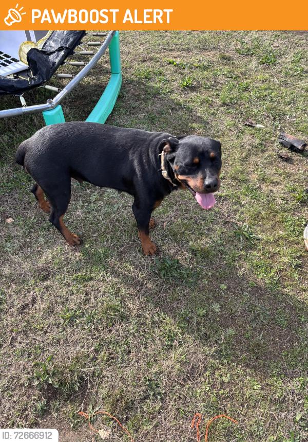 Found/Stray Female Dog last seen Goodes creek church rd mooresboro , Rutherford County, NC 28114