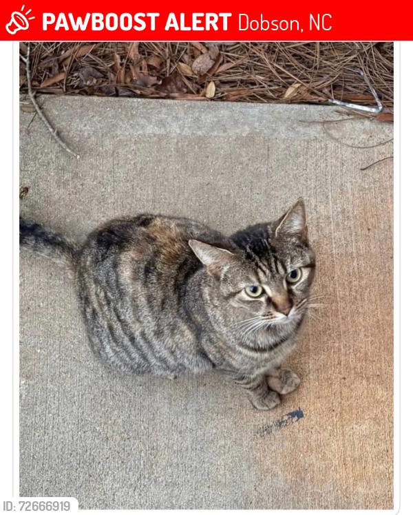Lost Female Cat last seen Behind sues and the daycare, Dobson, NC 27017