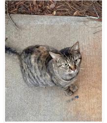 Lost Female Cat last seen Behind sues and the daycare, Dobson, NC 27017