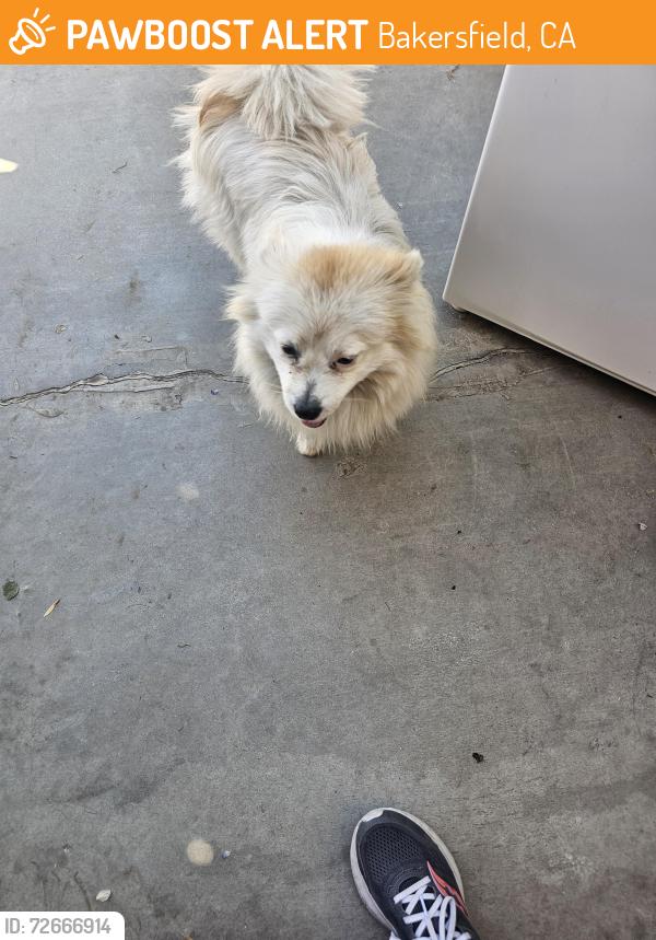 Found/Stray Male Dog last seen District and ashe, Bakersfield, CA 93313