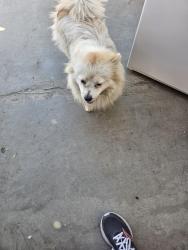 Found/Stray Male Dog last seen District and ashe, Bakersfield, CA 93313