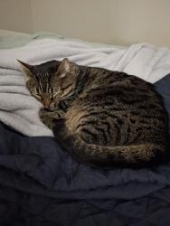 Lost Female Cat last seen Tanglewood s , Dallastown, PA 17313