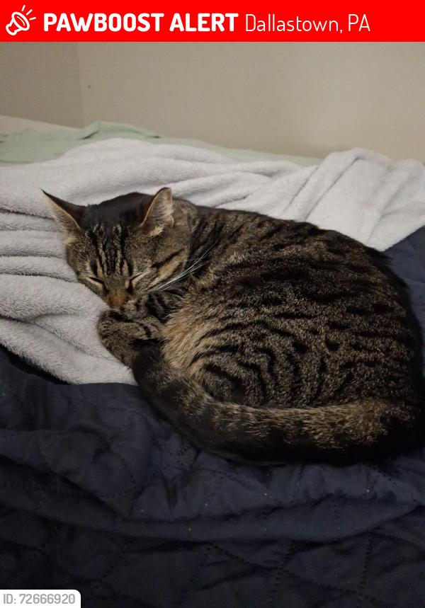 Lost Female Cat last seen Tanglewood s , Dallastown, PA 17313