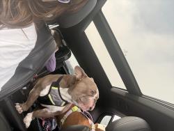 Lost Male Dog last seen Star Ave and Heights Ravenna , Muskegon, MI 49444