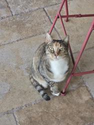 Lost Female Cat last seen Neighborhood of 3010 SW 136 Court, Miami, FL 33175