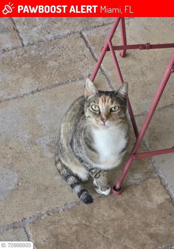 Lost Female Cat last seen Neighborhood of 3010 SW 136 Court, Miami, FL 33175