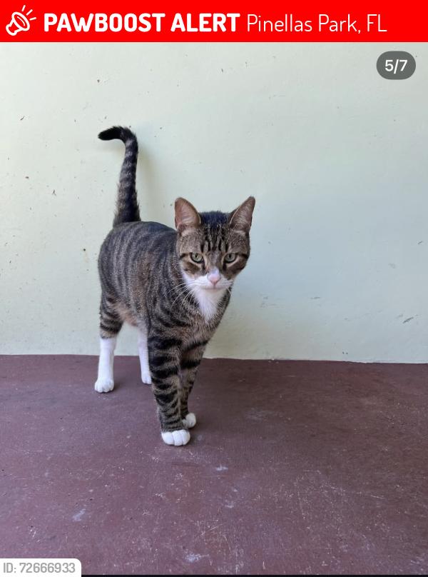 Lost Male Cat last seen 82nd Ave and 82nd terrace pinellas park , Pinellas Park, FL 33781