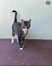 Lost Male Cat last seen 82nd Ave and 82nd terrace pinellas park , Pinellas Park, FL 33781