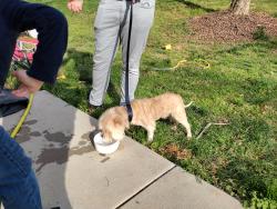 Found/Stray Male Dog last seen Pebblebrook road, Winston-Salem, NC 27105