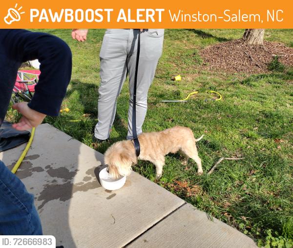 Found/Stray Male Dog last seen Pebblebrook road, Winston-Salem, NC 27105